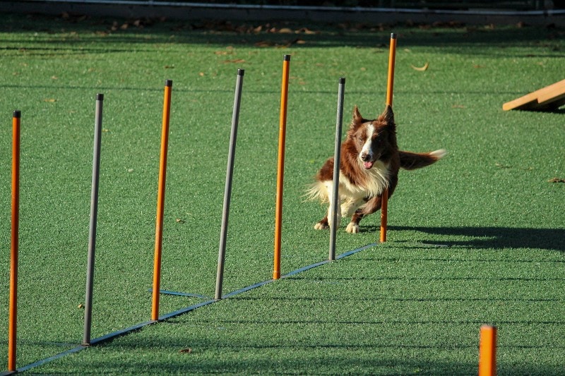 Dog-training illustration retained from the original article